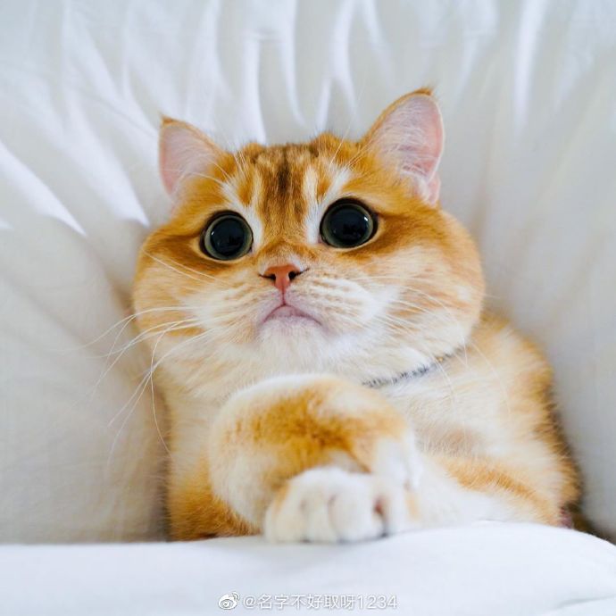 猫图片|宠物猫|猫咪|