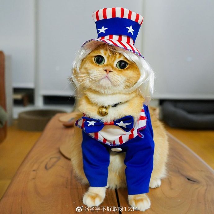 猫图片|宠物猫|猫咪|