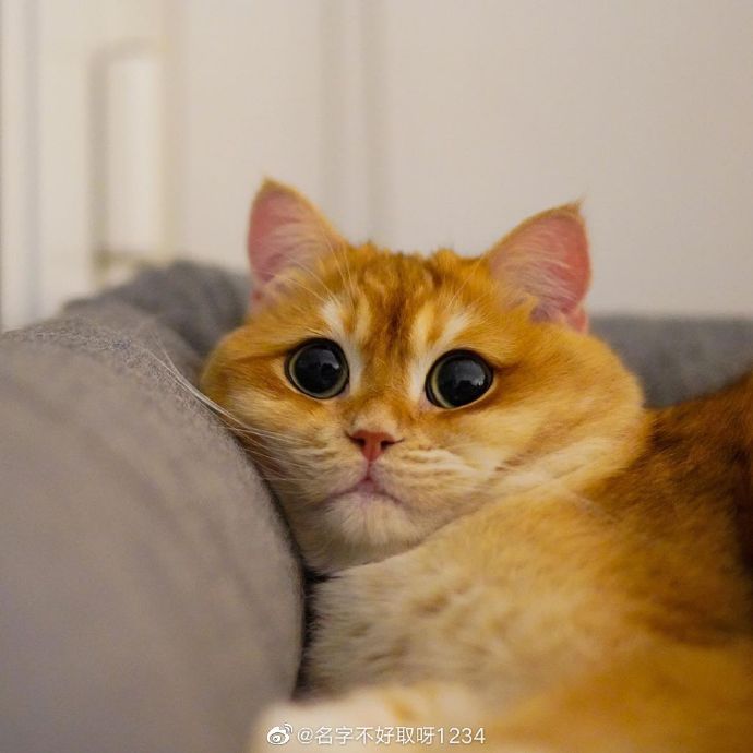 猫图片|宠物猫|猫咪|