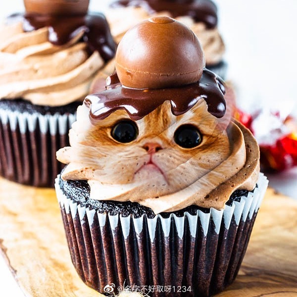 猫图片|宠物猫|猫咪|