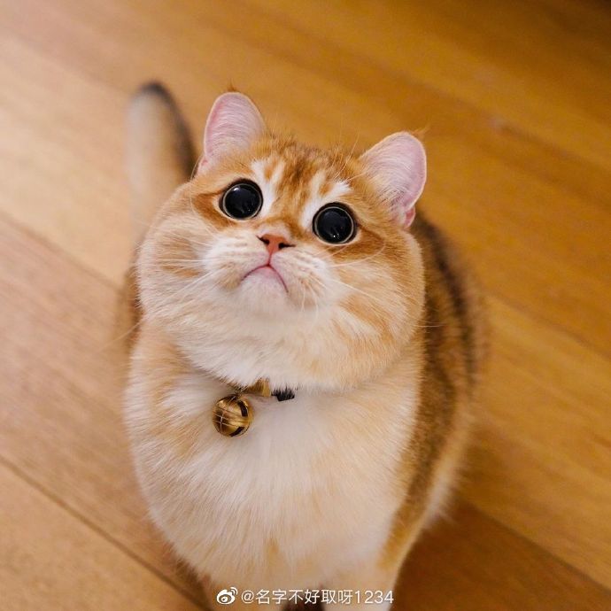 猫图片|宠物猫|猫咪|