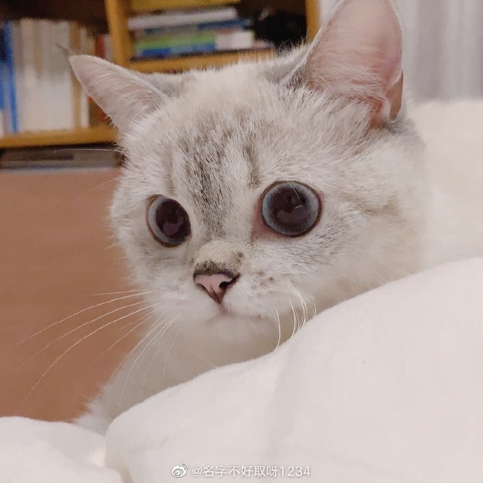 猫图片|宠物猫|猫咪|