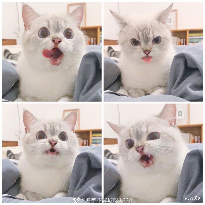 猫图片|宠物猫|猫咪|