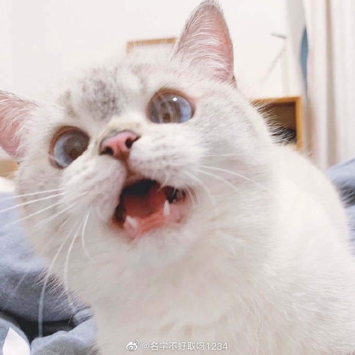 猫图片|宠物猫|猫咪|