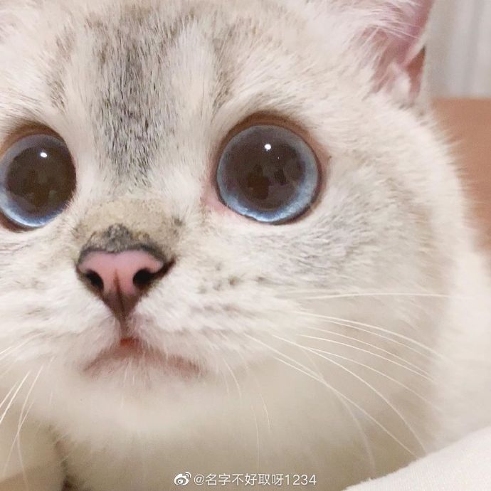 猫图片|宠物猫|猫咪|