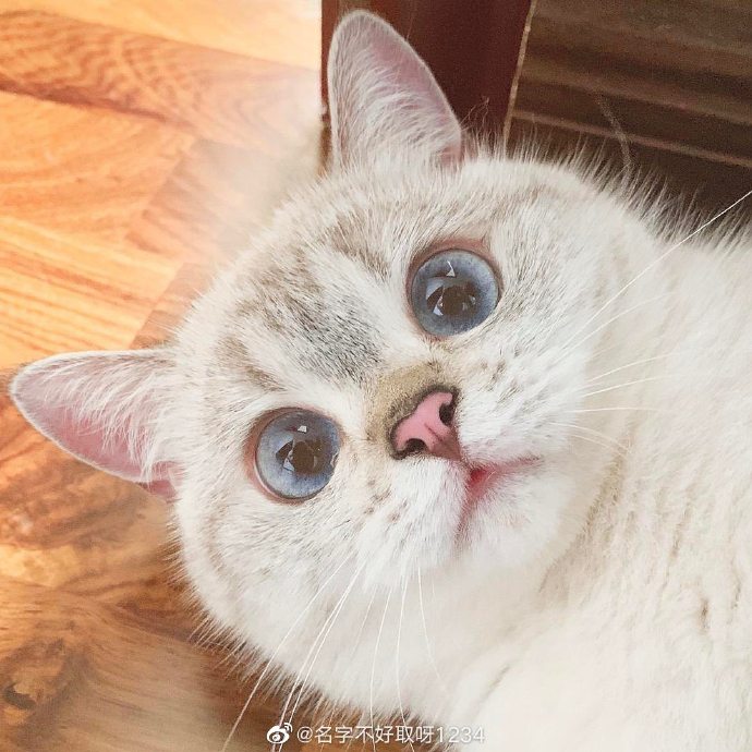 猫图片|宠物猫|猫咪|