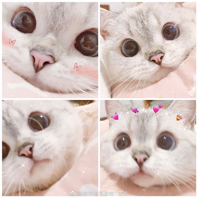 猫图片|宠物猫|猫咪|