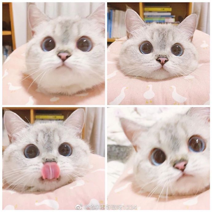 猫图片|宠物猫|猫咪|