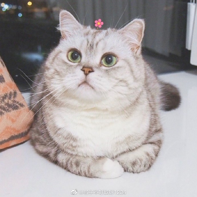 猫图片|宠物猫|猫咪|