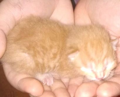 猫图片|宠物猫|猫咪|