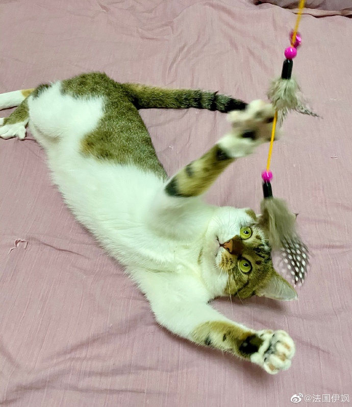 猫图片|宠物猫|猫咪|