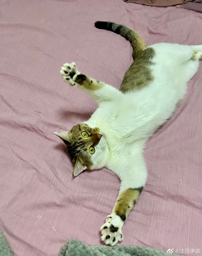 猫图片|宠物猫|猫咪|