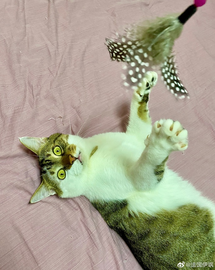 猫图片|宠物猫|猫咪|