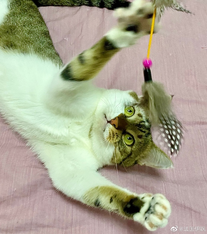 猫图片|宠物猫|猫咪|