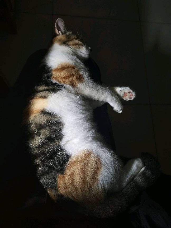 猫图片|宠物猫|猫咪|