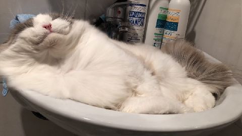 猫图片|宠物猫|猫咪|