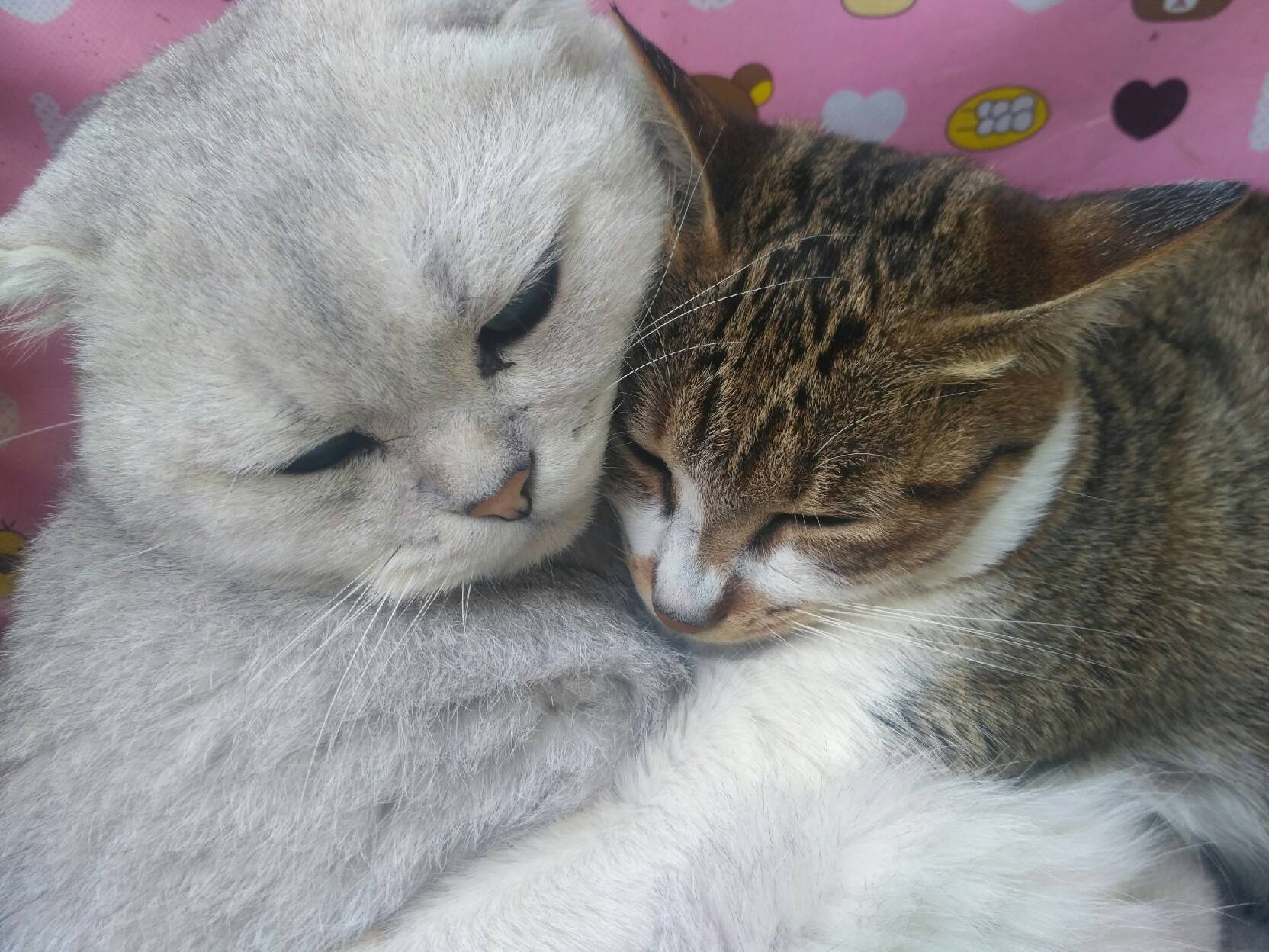 猫图片|宠物猫|猫咪|