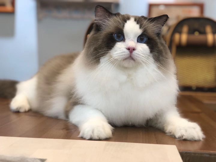 猫图片|宠物猫|猫咪|