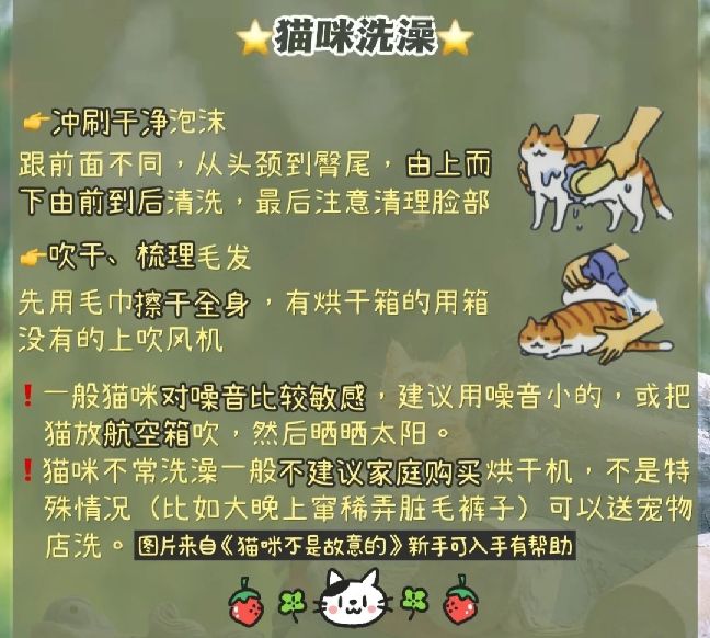 猫图片|宠物猫|猫咪|