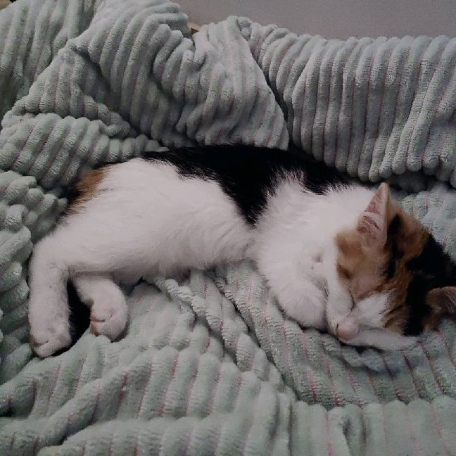 猫图片|宠物猫|猫咪|