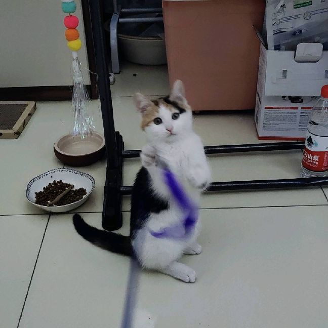 猫图片|宠物猫|猫咪|