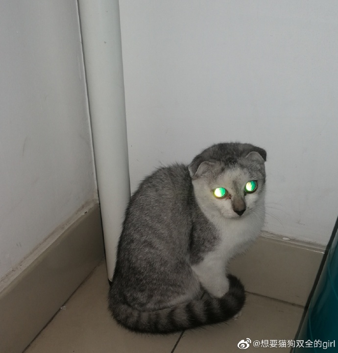 猫图片|宠物猫|猫咪|