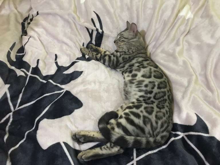 猫图片|宠物猫|猫咪|