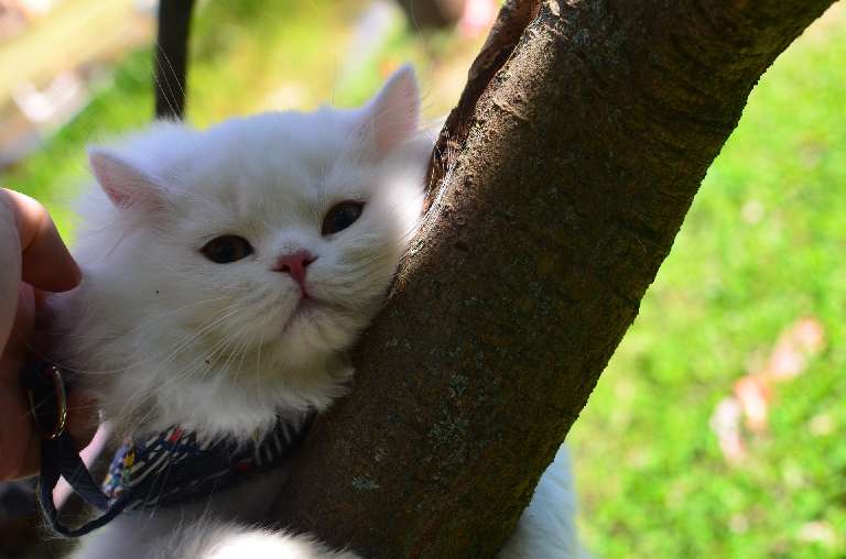 猫图片|宠物猫|猫咪|