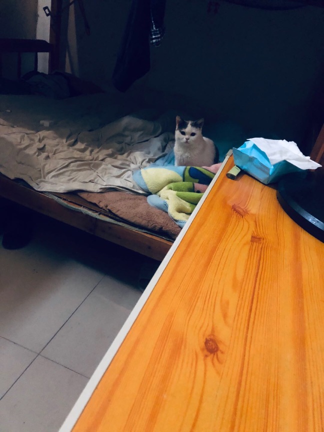 猫图片|宠物猫|猫咪|