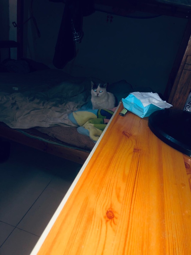 猫图片|宠物猫|猫咪|