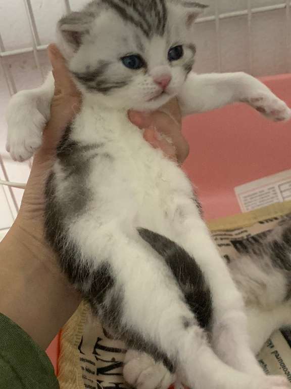 猫图片|宠物猫|猫咪|