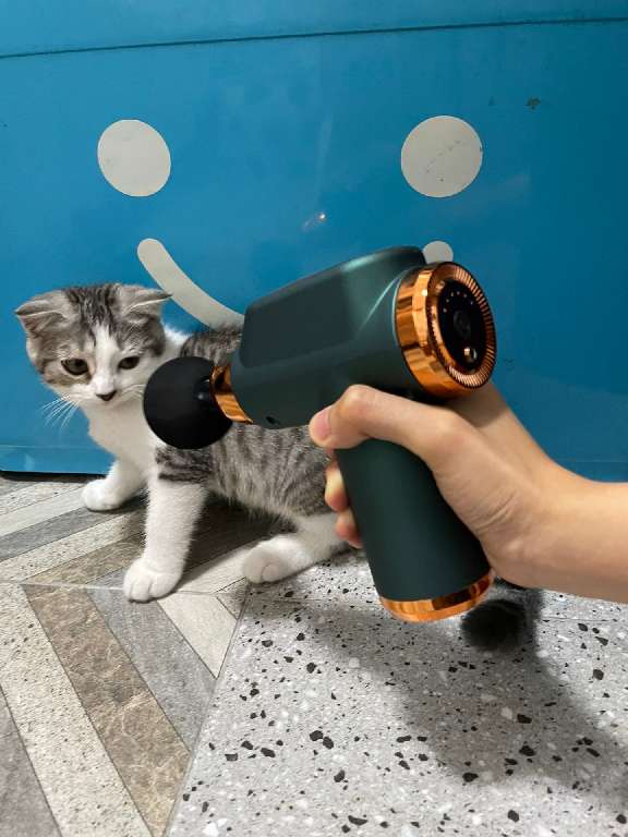 猫图片|宠物猫|猫咪|