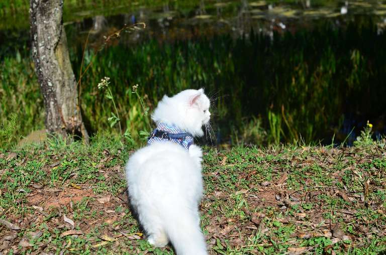 猫图片|宠物猫|猫咪|