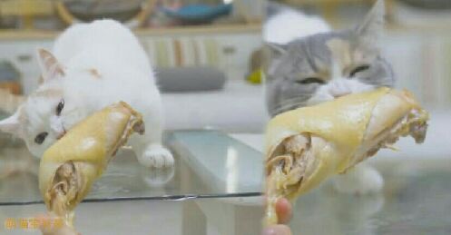 猫图片|宠物猫|猫咪|