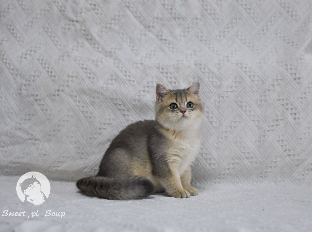 猫图片|宠物猫|猫咪|