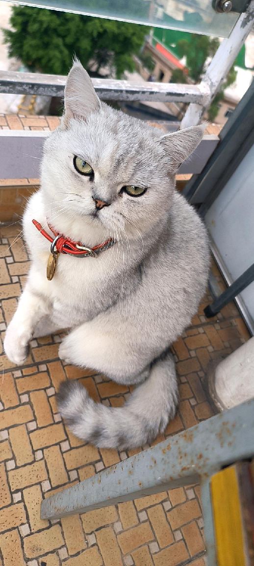 猫图片|宠物猫|猫咪|