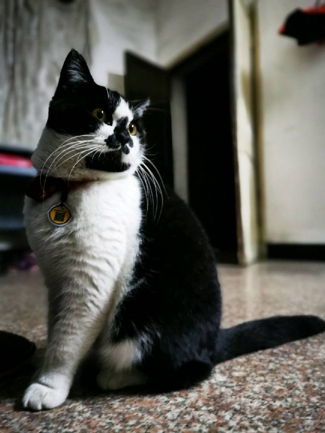 猫图片|宠物猫|猫咪|