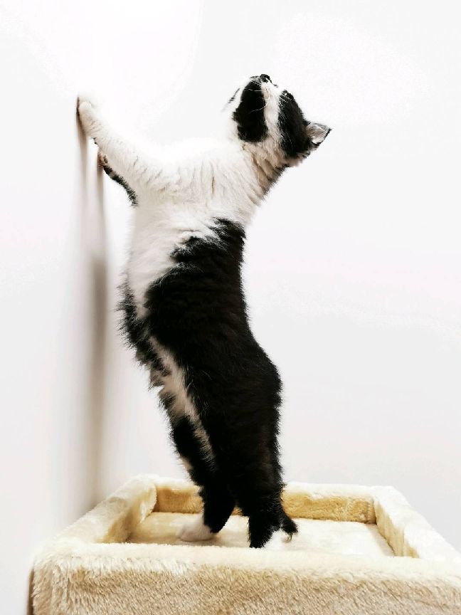 猫图片|宠物猫|猫咪|