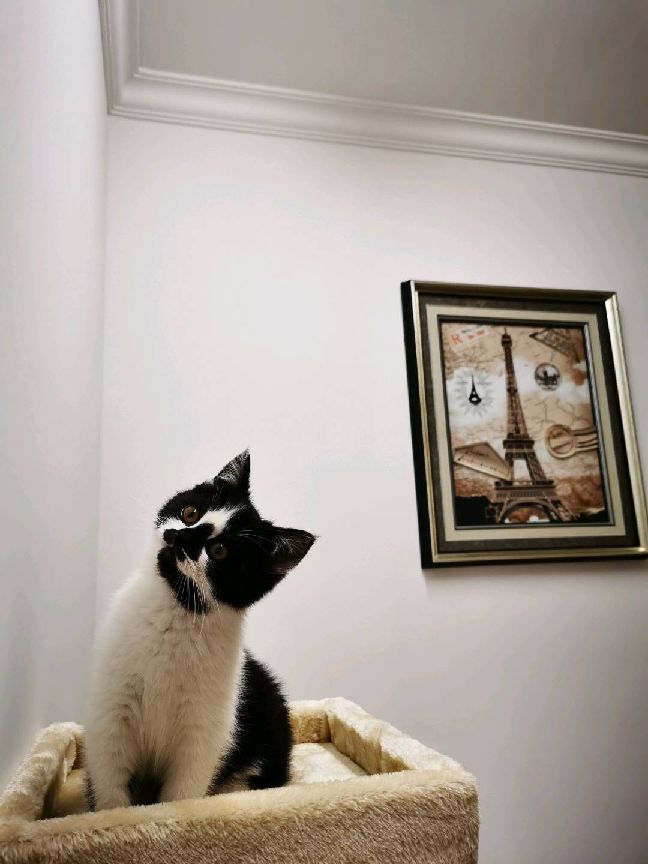 猫图片|宠物猫|猫咪|