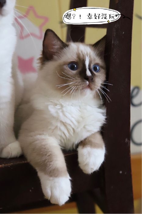 猫图片|宠物猫|猫咪|