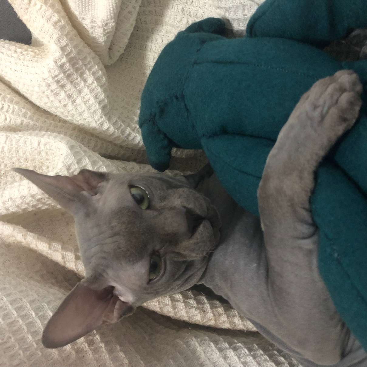 猫图片|宠物猫|猫咪|