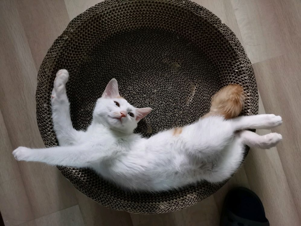 猫图片|宠物猫|猫咪|