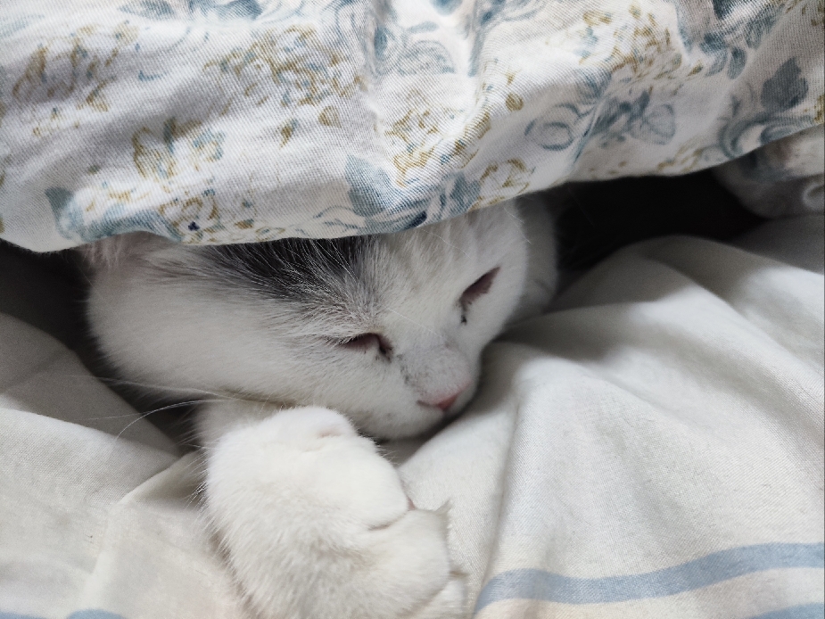 猫图片|宠物猫|猫咪|