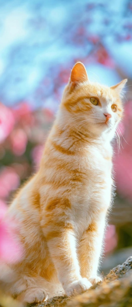 猫图片|宠物猫|猫咪|