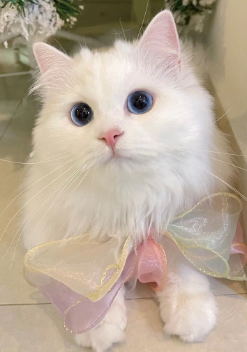 猫图片|宠物猫|猫咪|