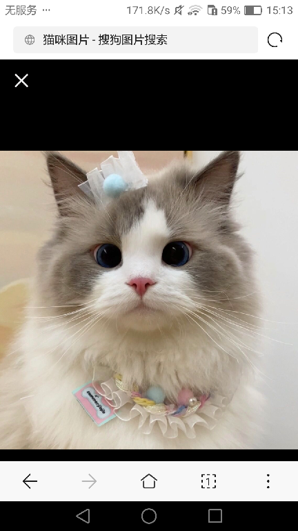 猫图片|宠物猫|猫咪|