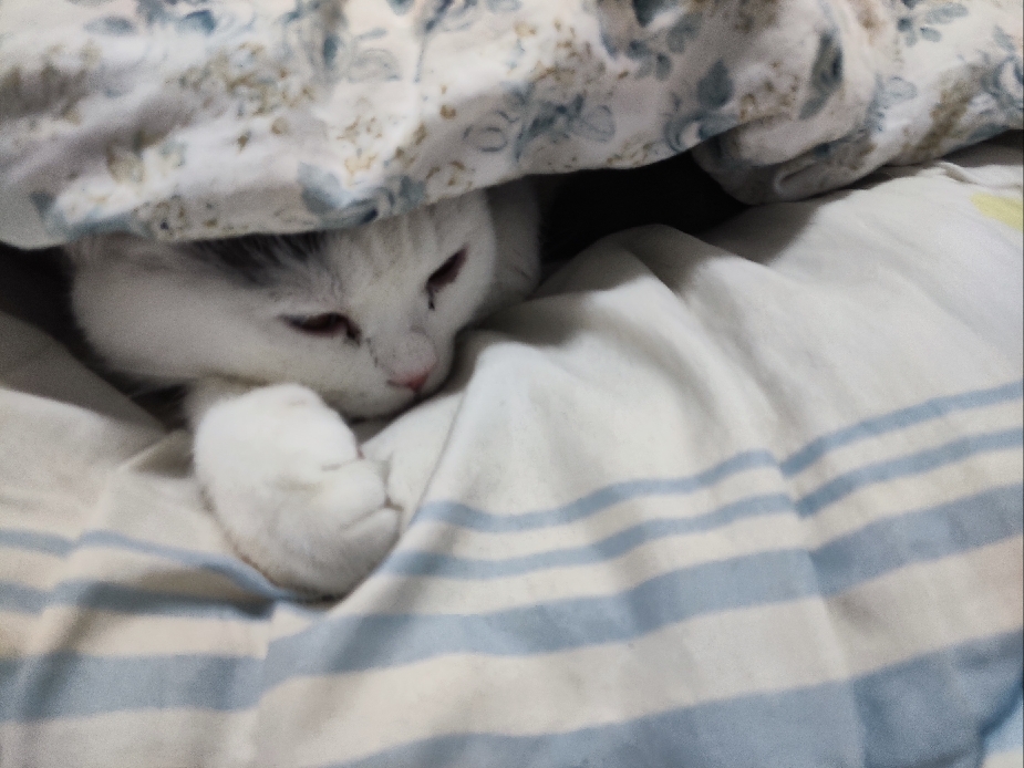 猫图片|宠物猫|猫咪|