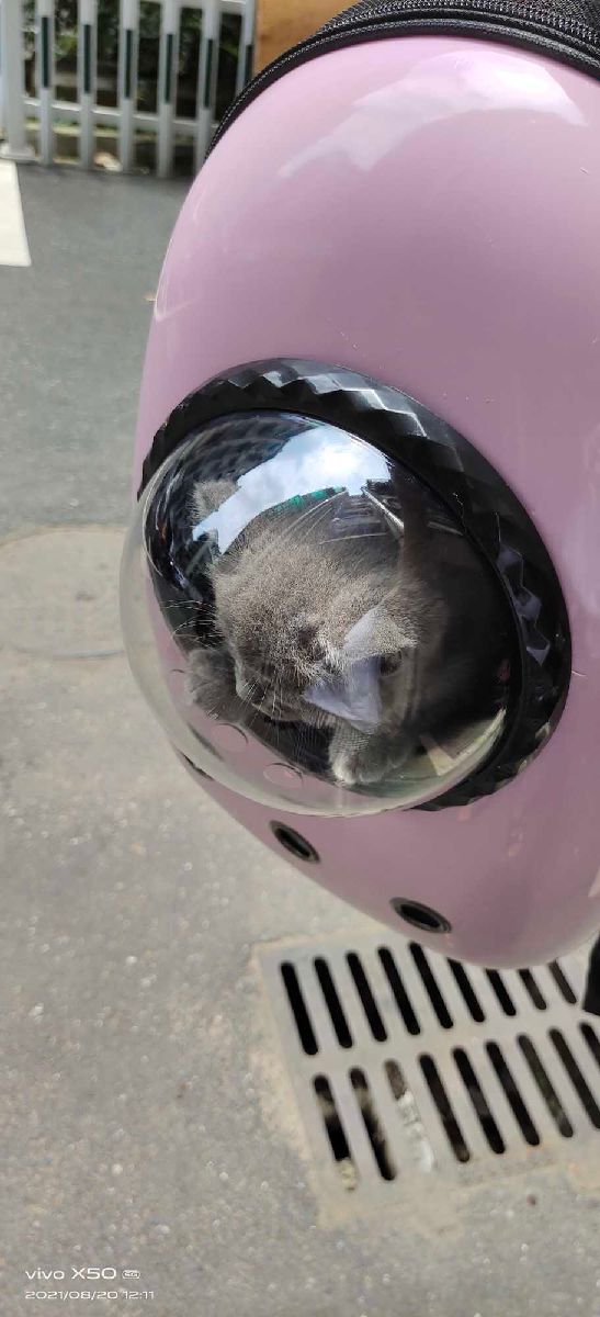 猫图片|宠物猫|猫咪|