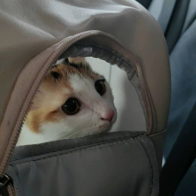 猫图片|宠物猫|猫咪|