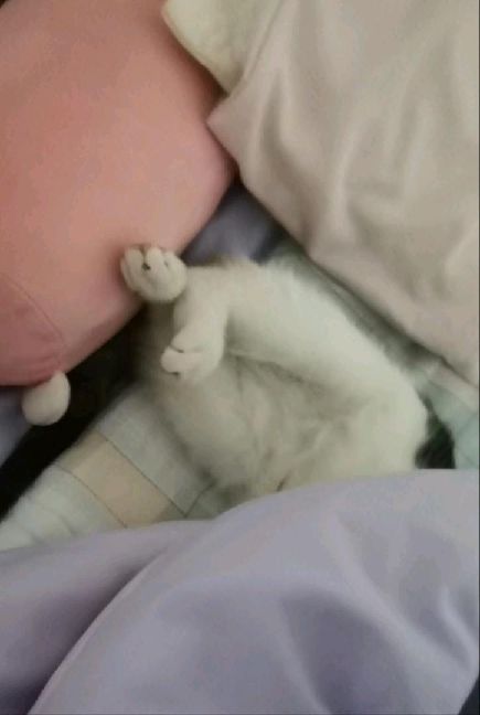 猫图片|宠物猫|猫咪|